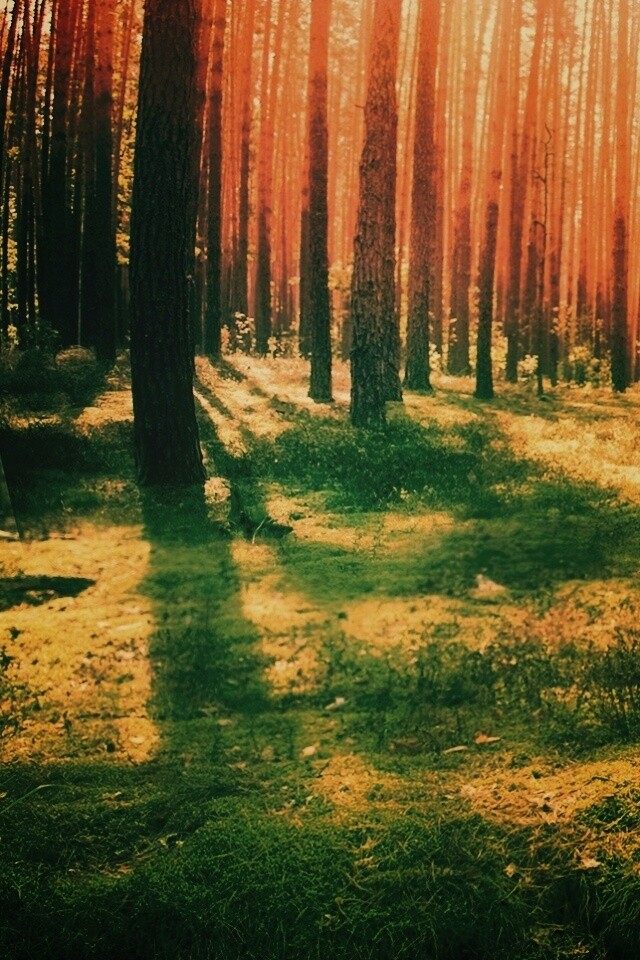 Солнечный лес обои