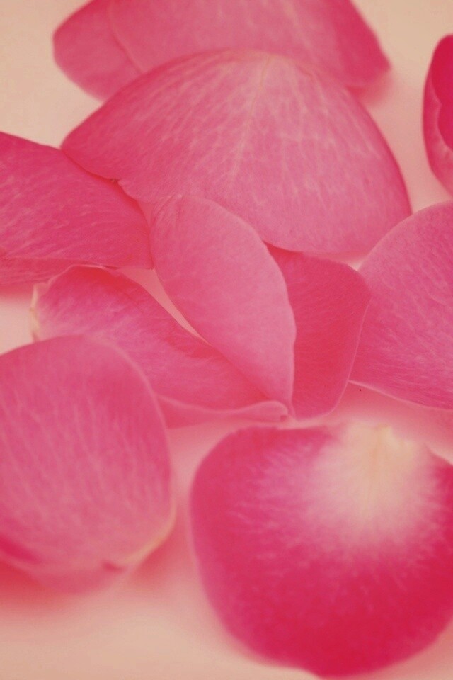 Лепестки розы обои
