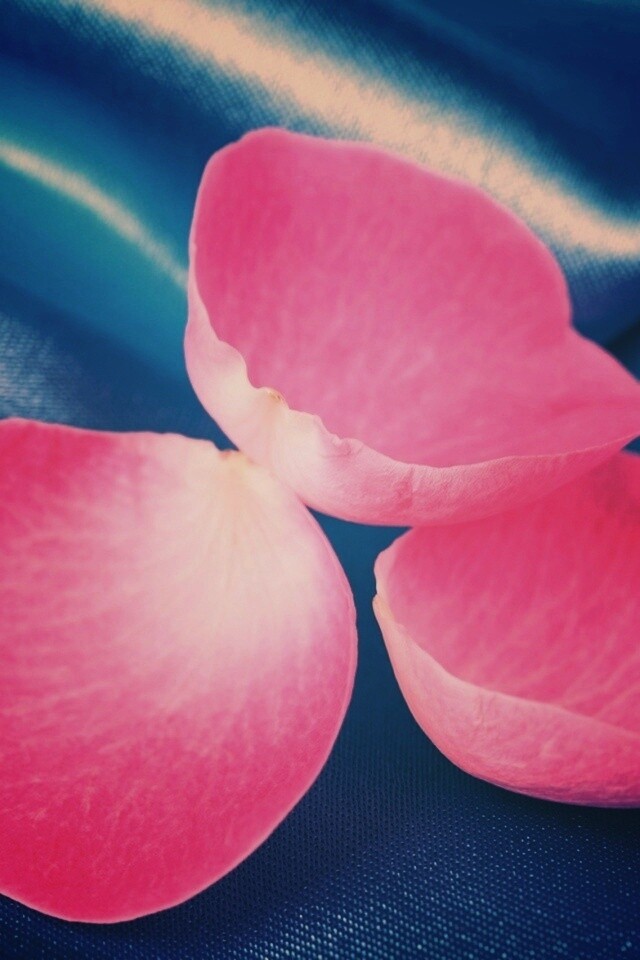 Лепестки розы на голубой ткани обои