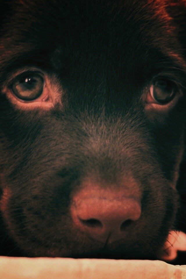 Пушистый шоколадка обои