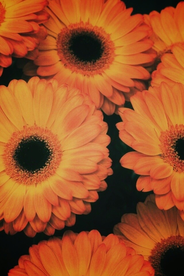 Желтые герберы обои