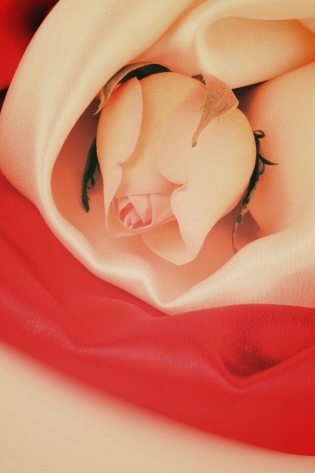 Нераспустившийся цветок розы в шелке обои