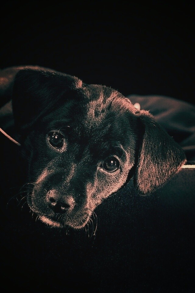 Собачка в сумке обои