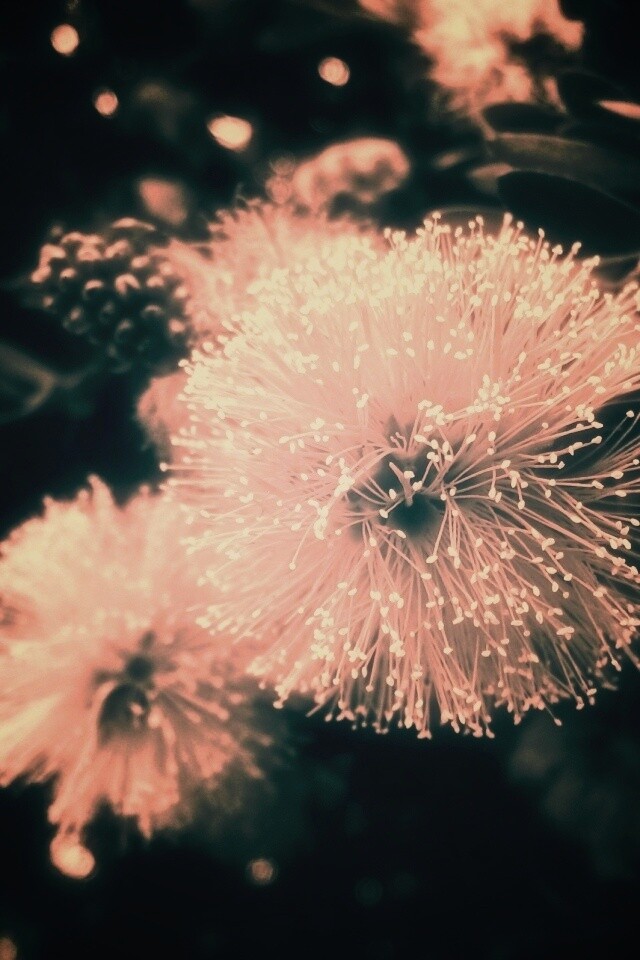 Сказочный цветок обои