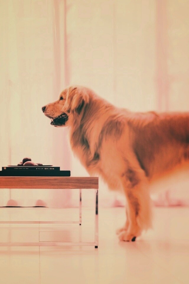 Лабрадор Ретривер обои