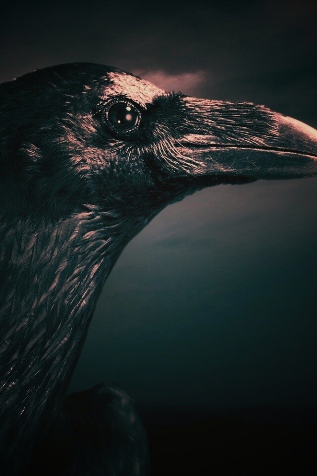 Ворон — гордая птица обои
