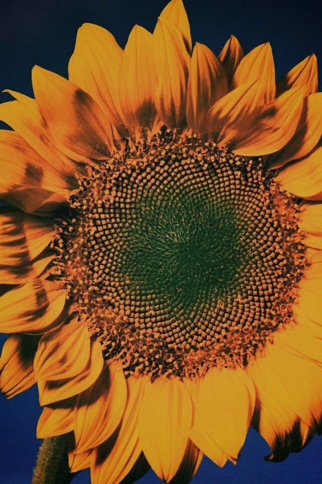 Солнечный цветок обои