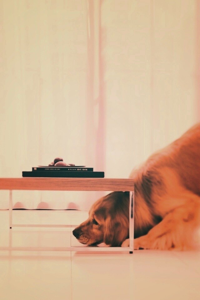 Большая собака под маленький столик обои