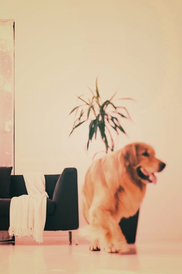 Собака в быту обои