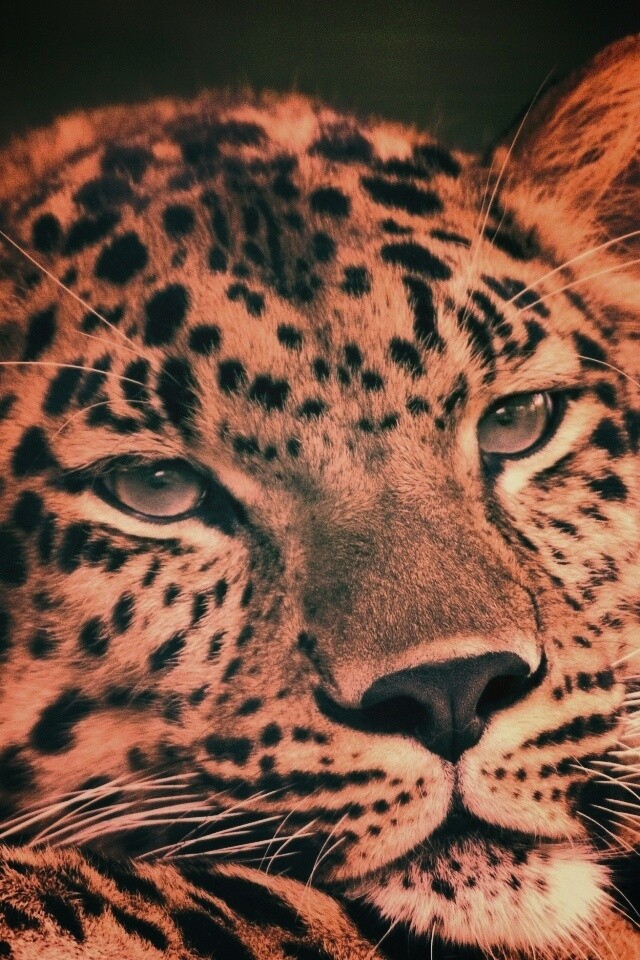 Злопасный ягуляр обои