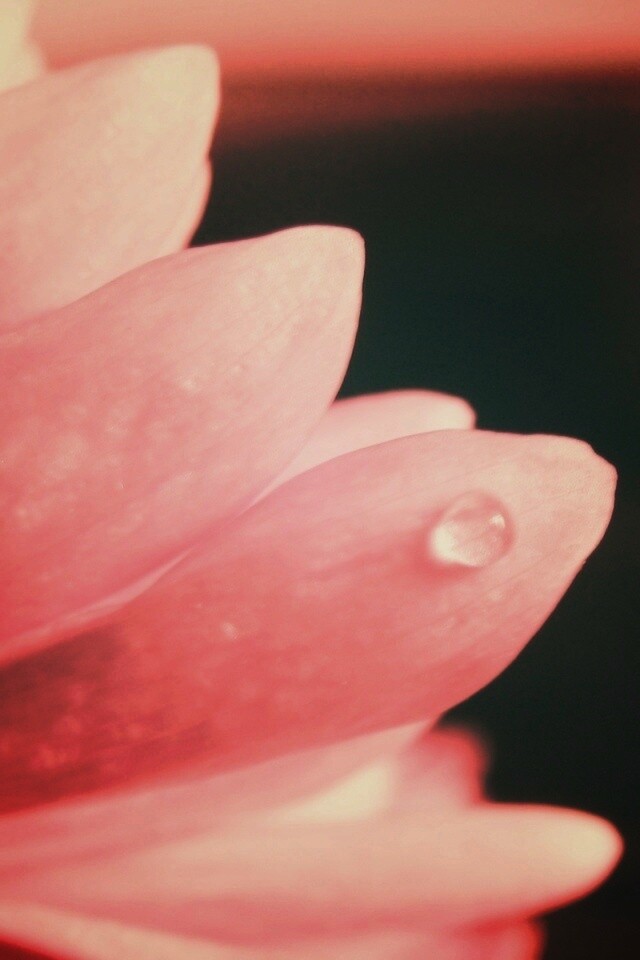 Капля на лепестке обои