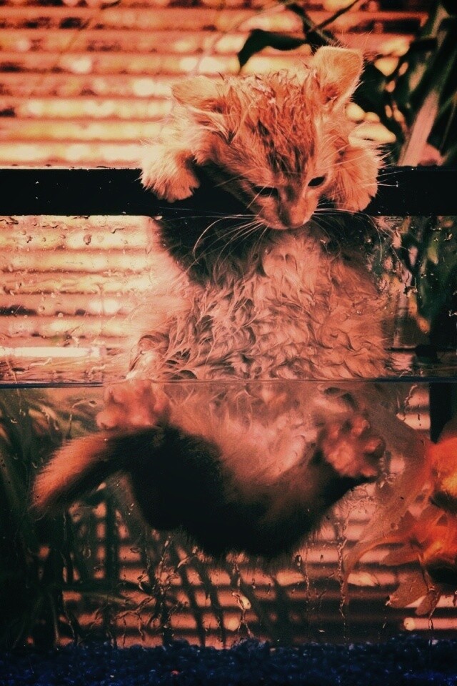 Мокрая киска обои