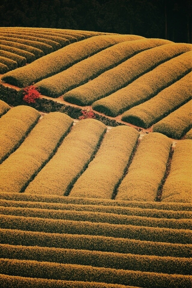 Красивые гряды обои