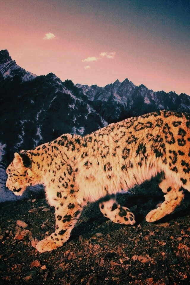 Леопард обои