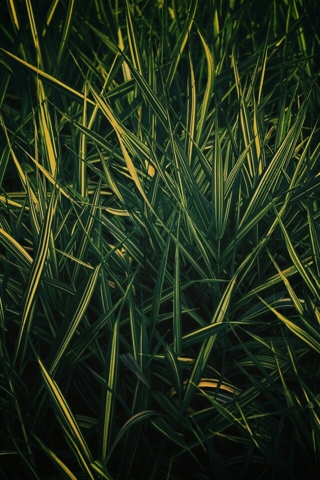 Дикая трава обои