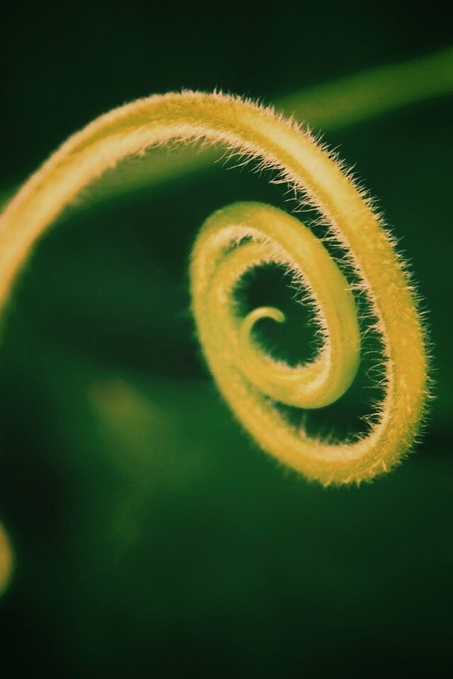 Завитушка растения обои