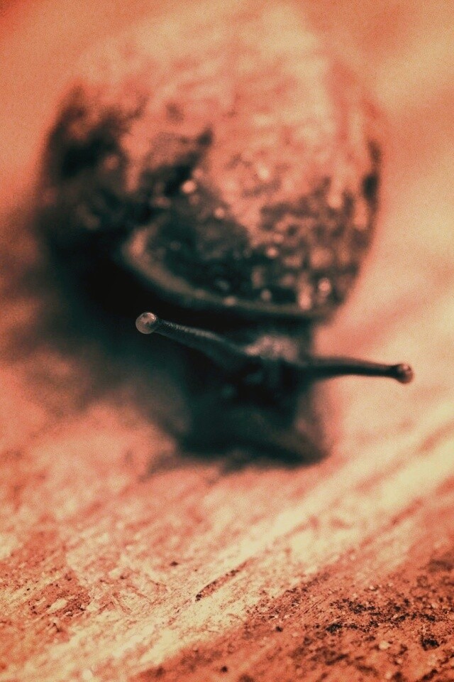 Улитка на ветке обои