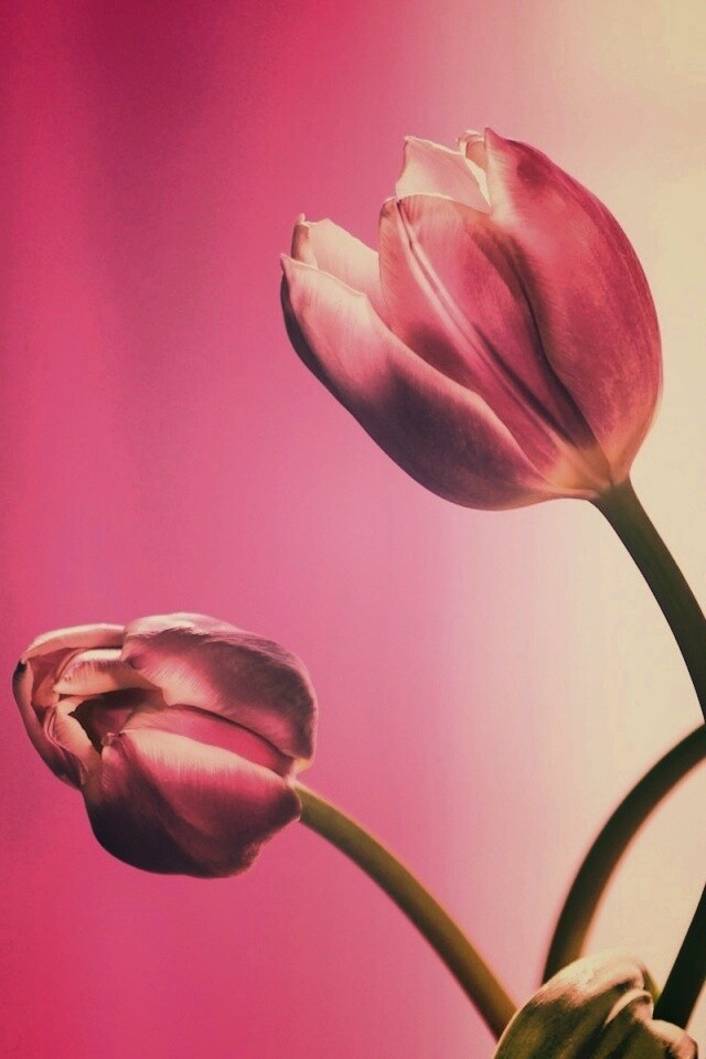 Сиреневые цветы обои