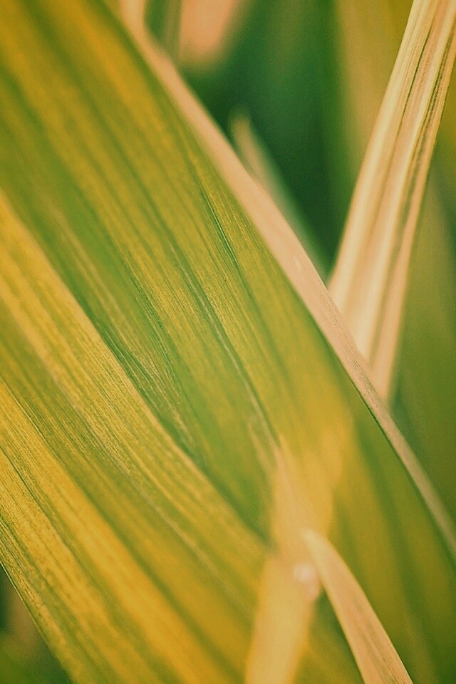 Идеальный кусочек зелени обои