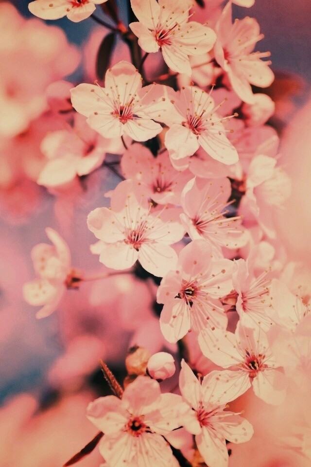 Цветение вишни обои