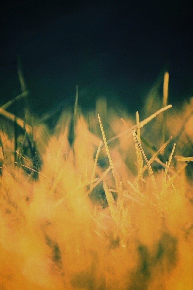 Играя солнечным светом обои