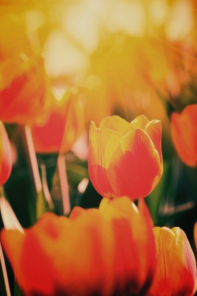 Солнечные тюльпаны обои