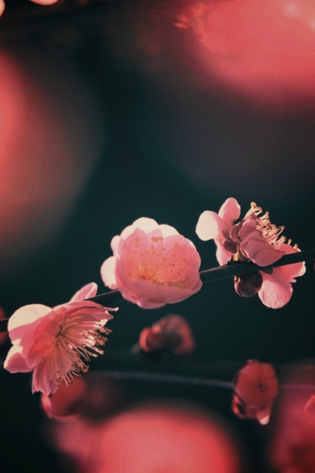 Цветущая вишня обои