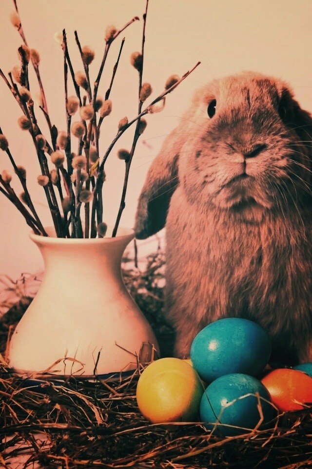 Пасхальный кролик обои