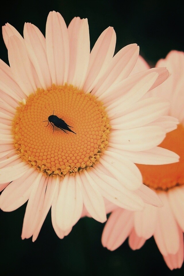 Ромашки обои