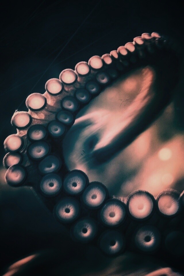 Щупальце обои