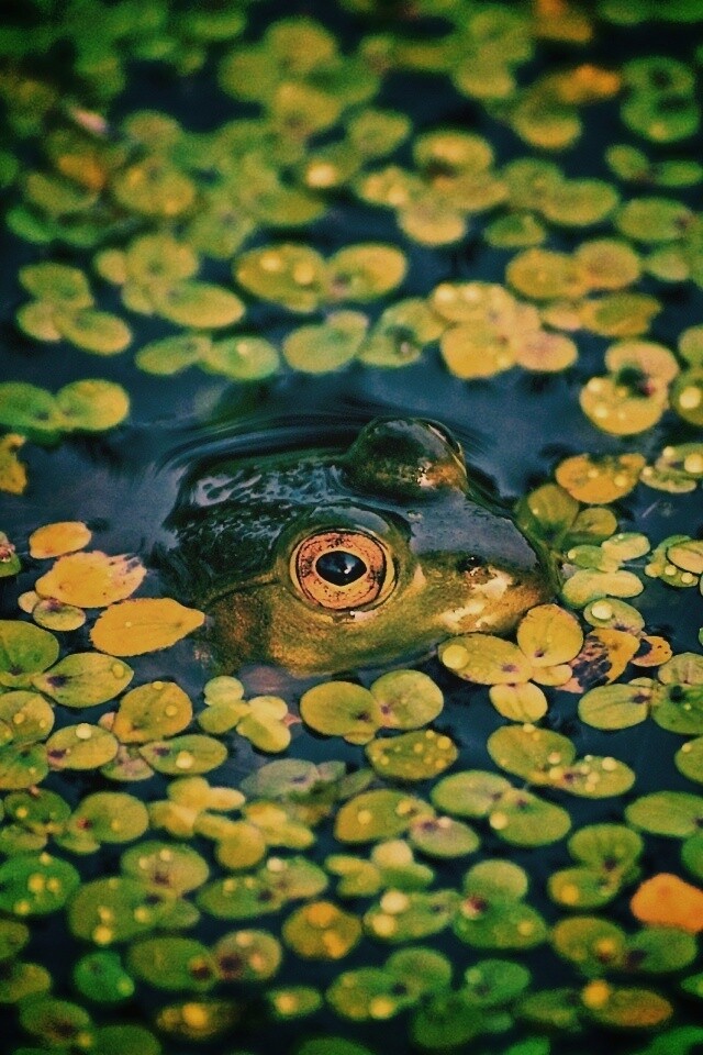 Маленькая лягушка обои