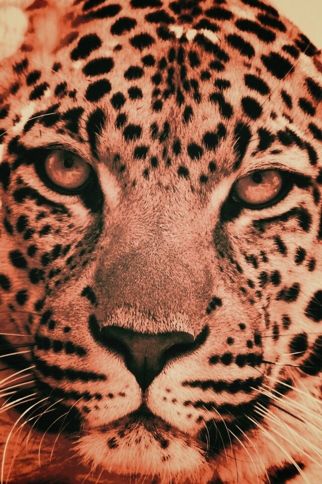 Взгляд хищника обои