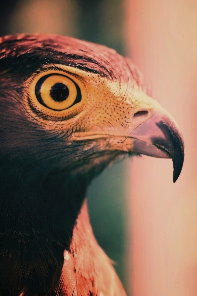 Взгляд орла обои