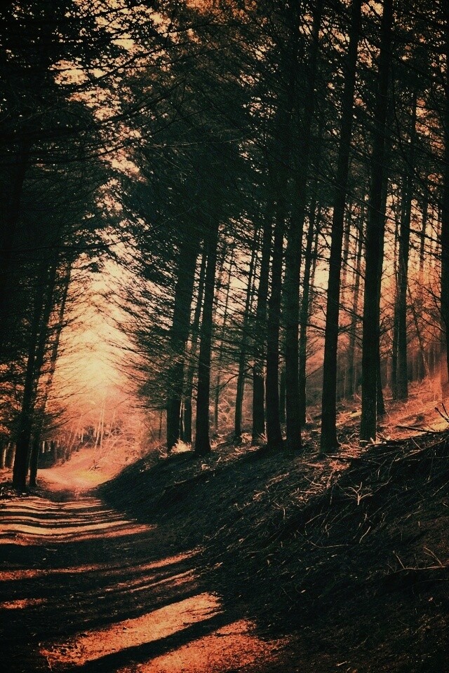 Лесная дорога обои