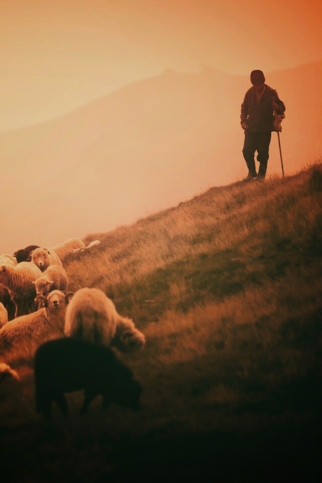 Пастух и стадо обои