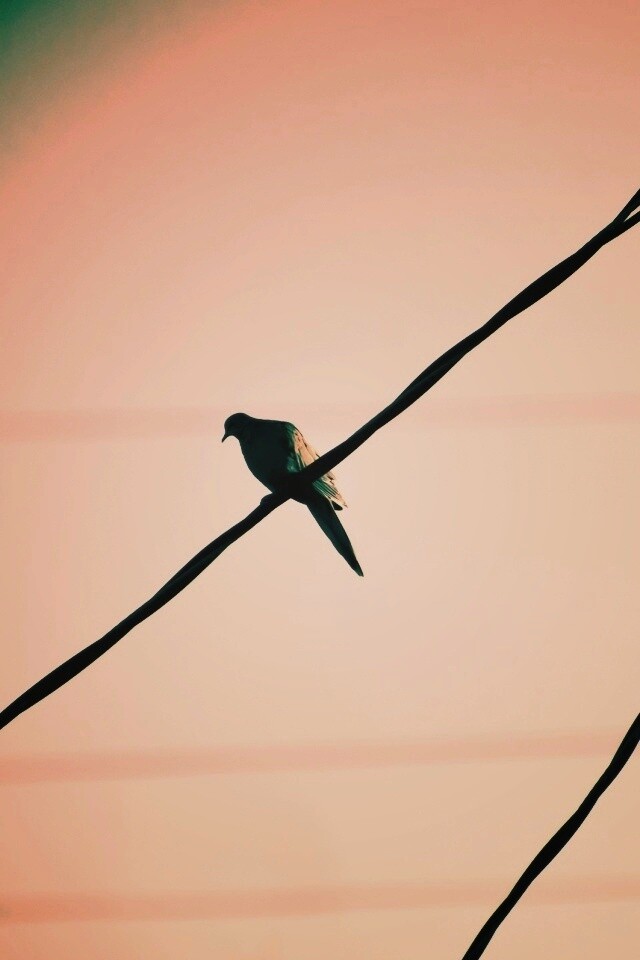 Птица на проводе обои