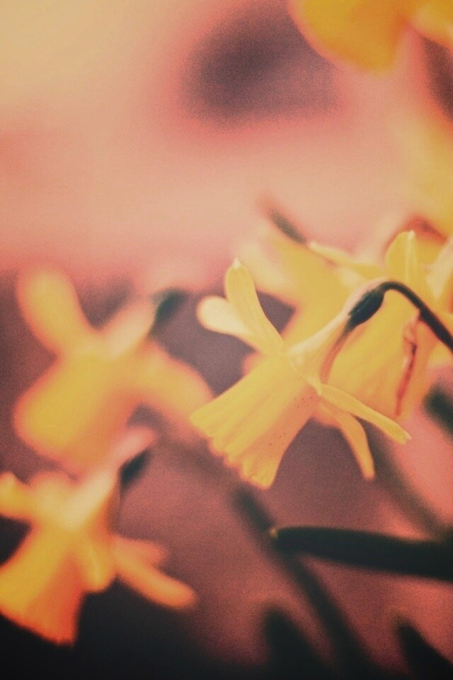 Нарциссы обои