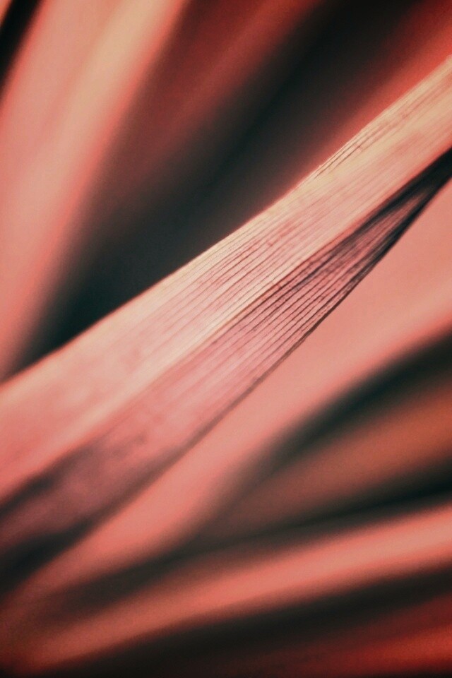 Сухое растение обои