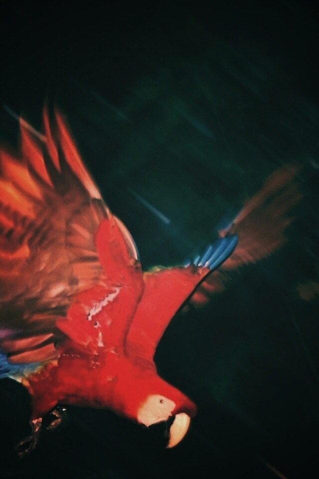 Рисованный ара обои