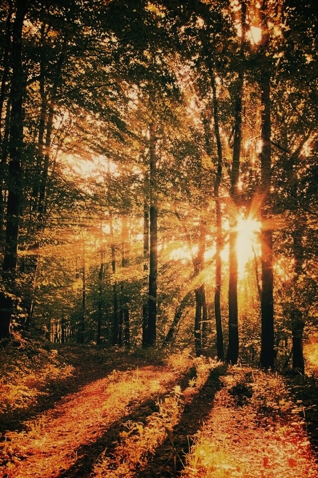 Свет сквозь деревья обои