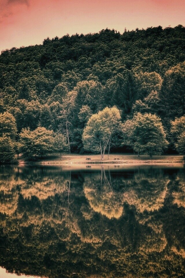 Лесной берег обои