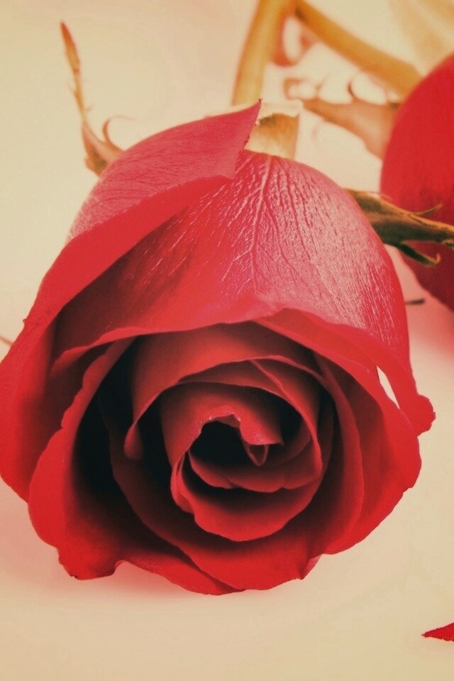 Две красные розы обои