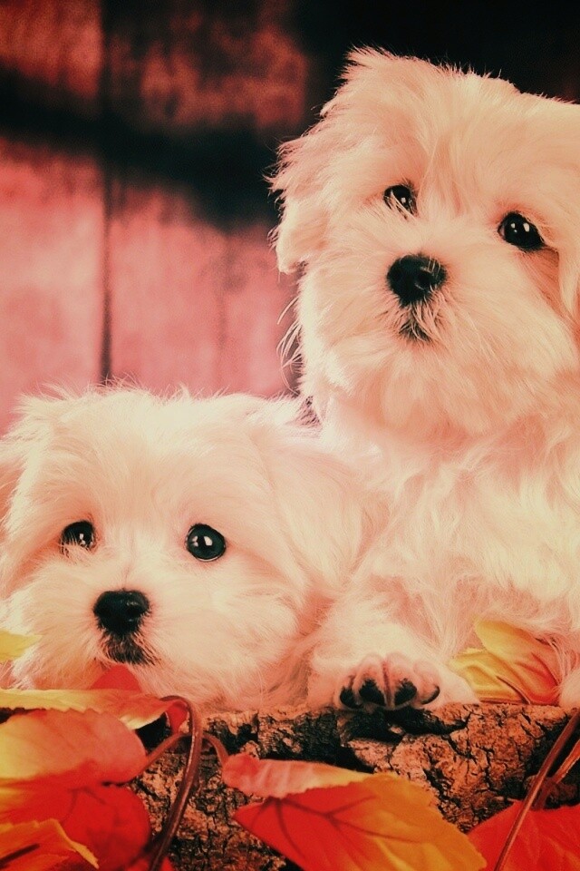Два белых и пушистых пёсика  обои