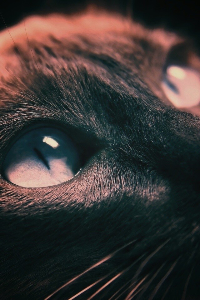 Кот с голубыми глазами обои