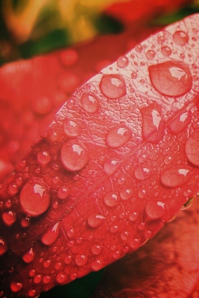 Капли росы на красных листьях обои