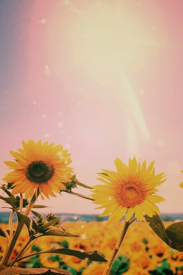 Подсолнухи не смотрят на солнце обои