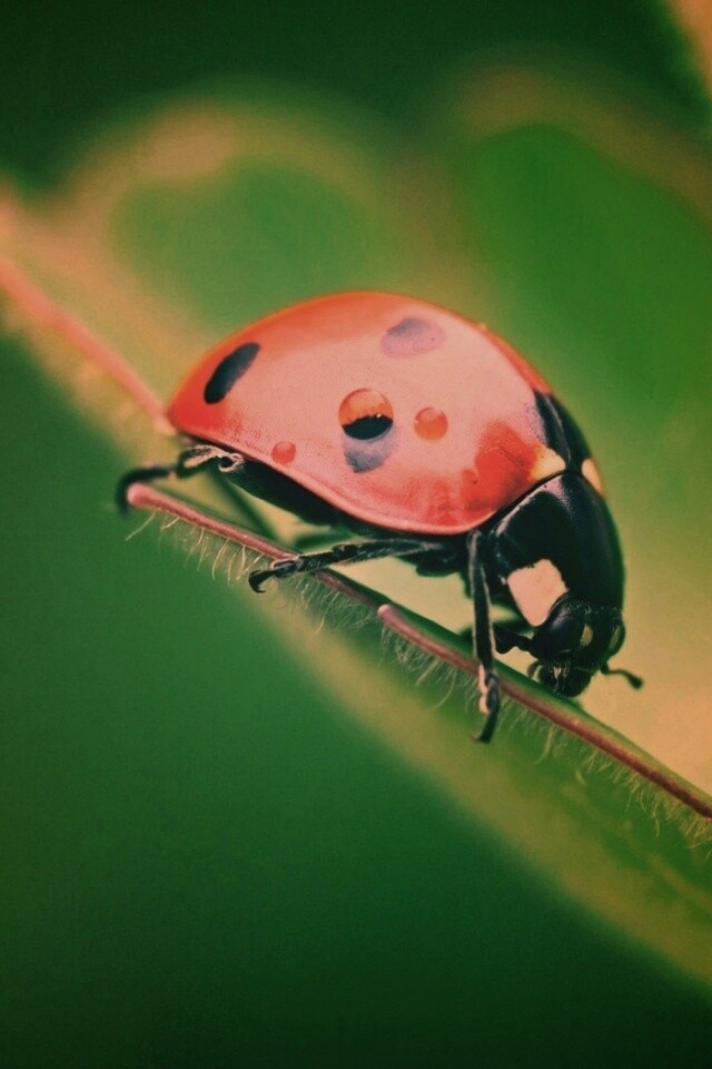 Божья коровка обои