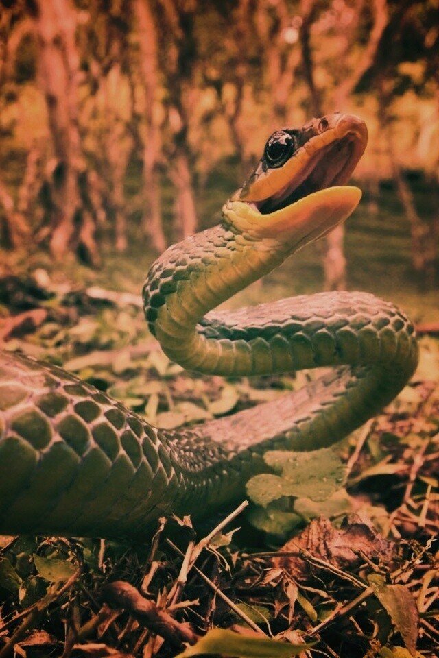 Зелёная змея обои