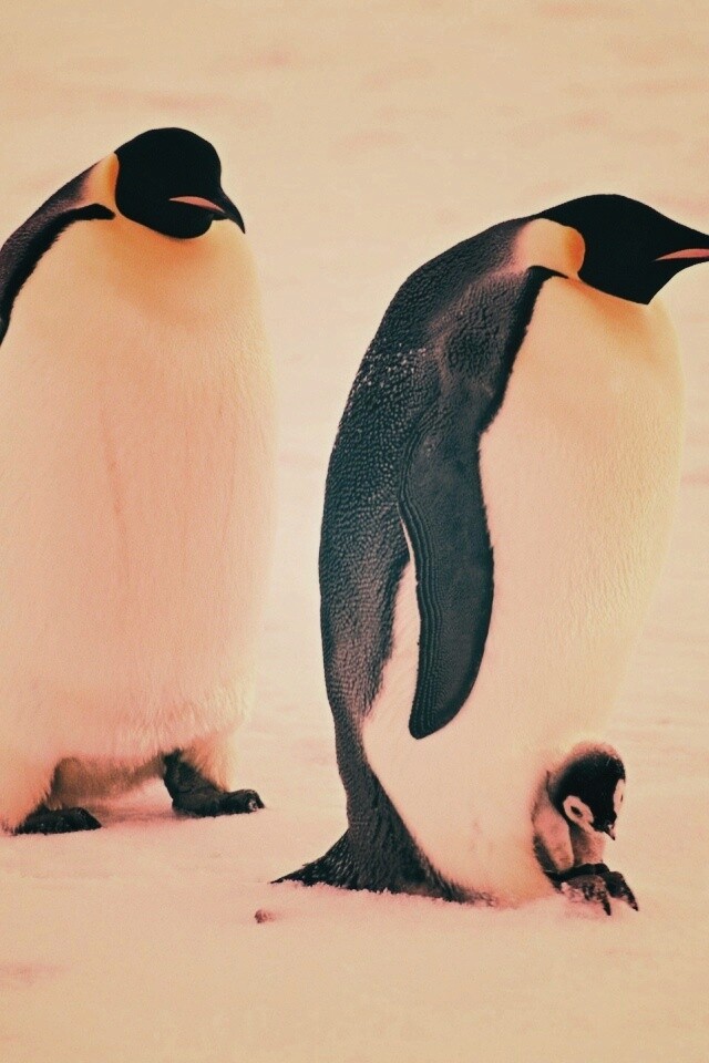 Семья пингвинов обои