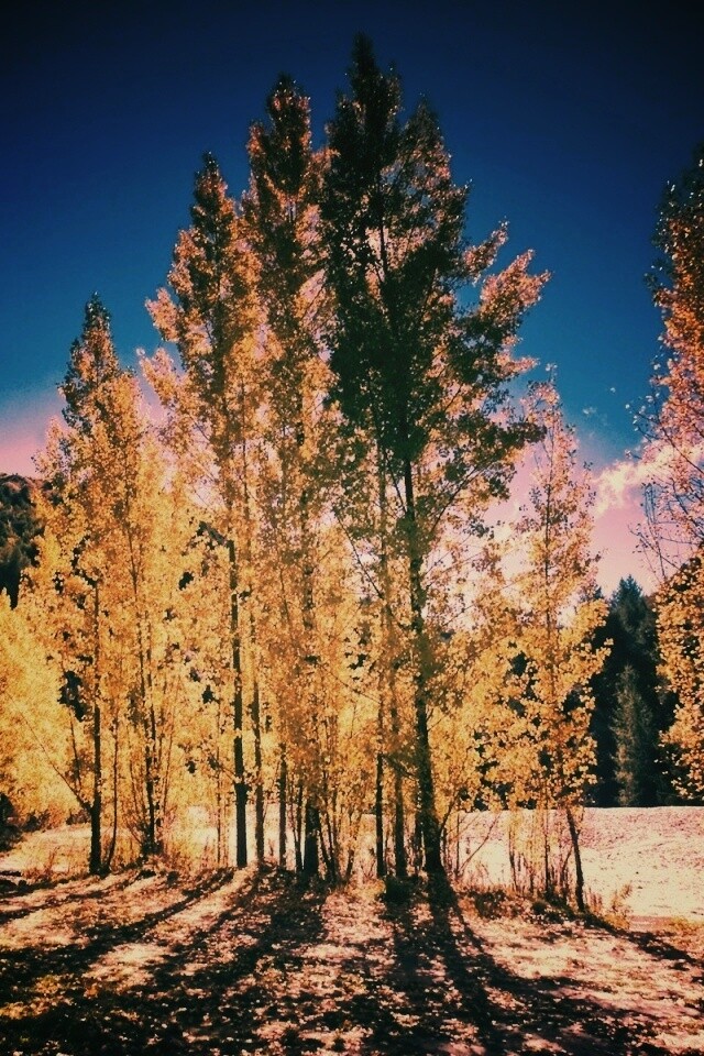 Осень в Новой Зеландии обои